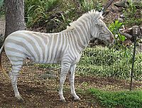 TopRq.com search results: albino animal