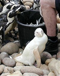 Fauna & Flora: albino animal