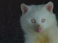 Fauna & Flora: albino animal