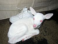 TopRq.com search results: albino animal