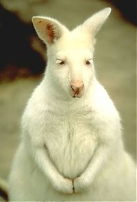 TopRq.com search results: albino animal