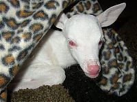 TopRq.com search results: albino animal