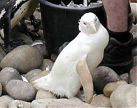 TopRq.com search results: albino animal