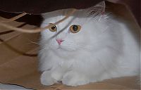 TopRq.com search results: cat in the bag