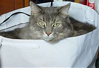 Fauna & Flora: cat in the bag