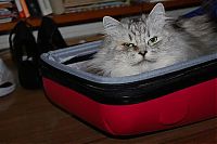 Fauna & Flora: cat in the bag