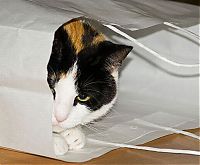 Fauna & Flora: cat in the bag