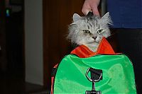 TopRq.com search results: cat in the bag