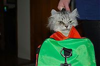 Fauna & Flora: cat in the bag