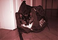 Fauna & Flora: cat in the bag