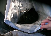 TopRq.com search results: cat in the bag