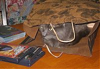 TopRq.com search results: cat in the bag