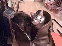 Fauna & Flora: cat in the bag