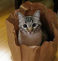 Fauna & Flora: cat in the bag