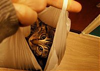 Fauna & Flora: cat in the bag