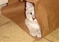 Fauna & Flora: cat in the bag