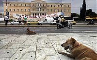 Fauna & Flora: Loukanikos, the riot dog