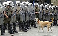 TopRq.com search results: Loukanikos, the riot dog