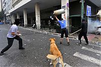 TopRq.com search results: Loukanikos, the riot dog