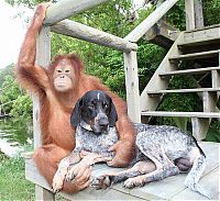 Fauna & Flora: Roscoe the dog and Suriya the orangutan friends