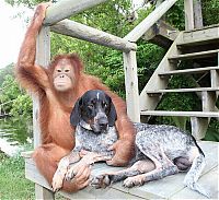 TopRq.com search results: Roscoe the dog and Suriya the orangutan friends