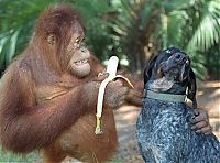 Fauna & Flora: Roscoe the dog and Suriya the orangutan friends