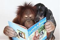 TopRq.com search results: Roscoe the dog and Suriya the orangutan friends