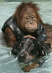 TopRq.com search results: Roscoe the dog and Suriya the orangutan friends