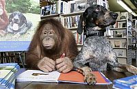 Fauna & Flora: Roscoe the dog and Suriya the orangutan friends