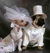 Fauna & Flora: wedding animal