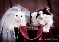 Fauna & Flora: wedding animal