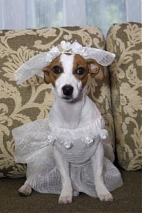 Fauna & Flora: wedding animal