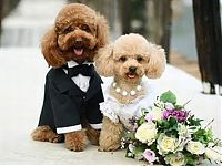 Fauna & Flora: wedding animal