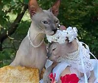 Fauna & Flora: wedding animal