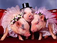 Fauna & Flora: wedding animal