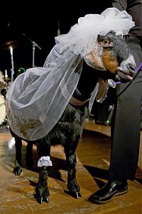 Fauna & Flora: wedding animal