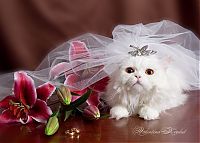 Fauna & Flora: wedding animal