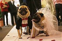 Fauna & Flora: wedding animal