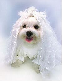 Fauna & Flora: wedding animal