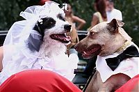 Fauna & Flora: wedding animal