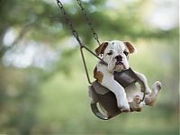 TopRq.com search results: swinging dog