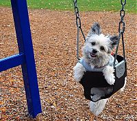 Fauna & Flora: swinging dog