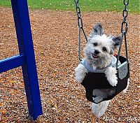 TopRq.com search results: swinging dog