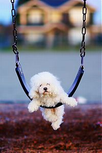 Fauna & Flora: swinging dog