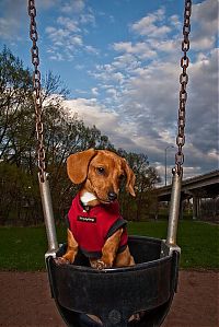 Fauna & Flora: swinging dog