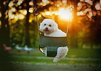 Fauna & Flora: swinging dog