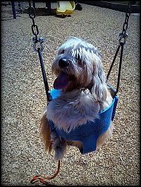 Fauna & Flora: swinging dog