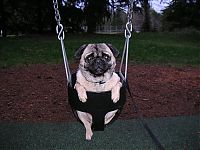 TopRq.com search results: swinging dog