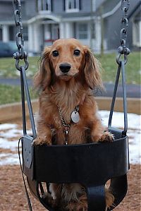 TopRq.com search results: swinging dog