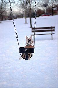 TopRq.com search results: swinging dog